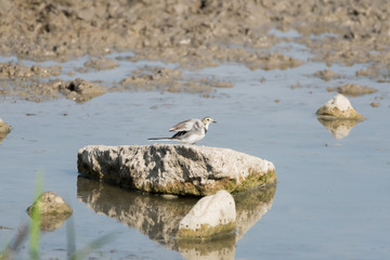 Bird called white wagtail perched on a rock in a city park pond