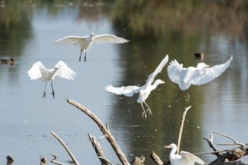 Group of white herons perching on branches of a lagoon in a city park