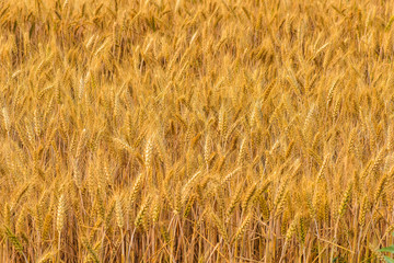 Summer, the growth of mature, harvested wheat. Tangshan, Hebei Province, China.