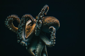 octopus © Phil