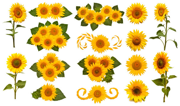 Sunflowers collection isolated on white background. Sun symbol. Flowers yellow, agriculture. Seeds and oil. Flat lay, top view. Bio. Eco