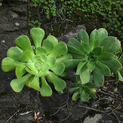 Two different aeoniums