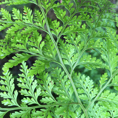 Fern pattern