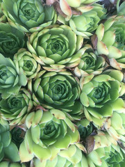 sempervivum closeup