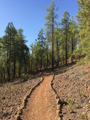Earth footpath into a pine forest