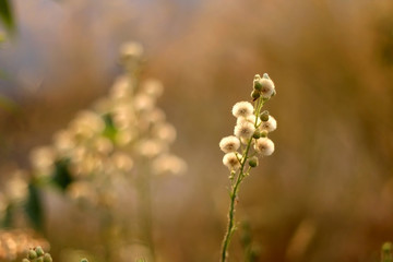 Wildflowers in a meadow, illuminated by warm sunset light. Selective focus.