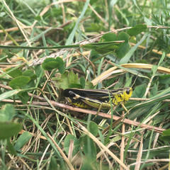 Yellow grasshopper on the grass