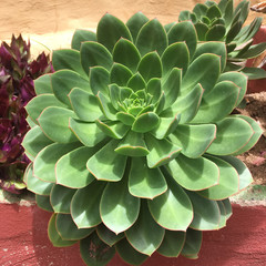 Aeonium