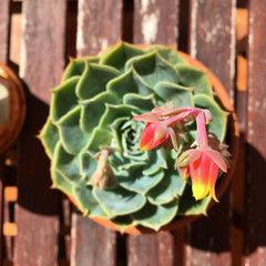 Upside view echeveria flowering