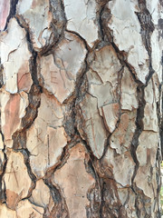 Pine trunk texture