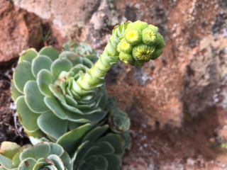 Aeonium with inflorescence