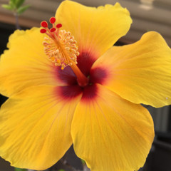 Yellow hibiscus closeup