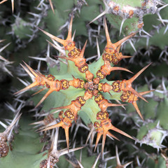Cactus needles