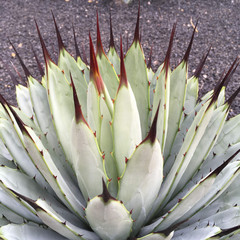 agave closeup