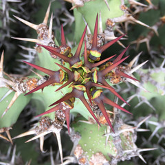Cactus needles