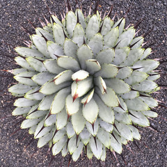 Agave upside view