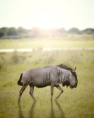 Fototapeta na wymiar wildebeest in the savannah