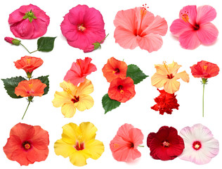 Collection of colored hibiscus flowers with leaves isolated on white background. Flat lay, top view. Creative card