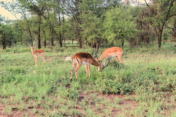 African Antelope in Savanna, Serengeti, Tanzania