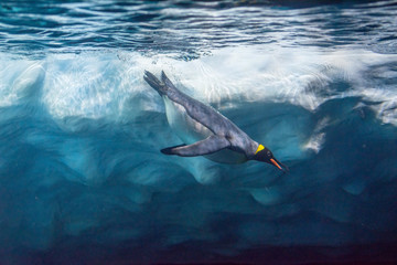 Penguin diving under ice, underwater photography .