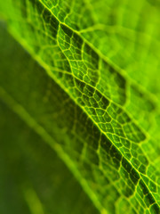 Green leaf closeup macro