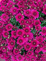Bunch of Pink flowers