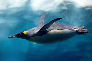 Penguin diving under ice, underwater photography .