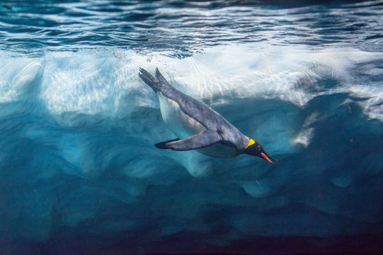 Penguin Diving Under Ice, Underwater Photography .