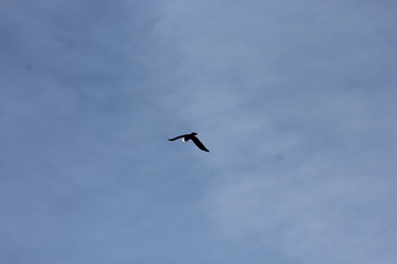 seagull flying in the sky