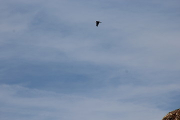 seagull in flight