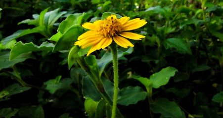sunflower in the garden