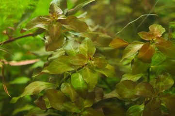 tropical aquatic plants in the aquarium