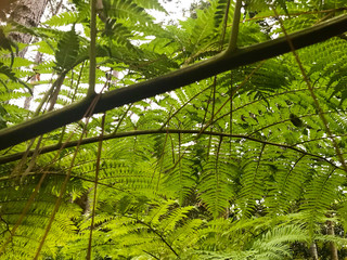 Fototapeta premium green palm tree