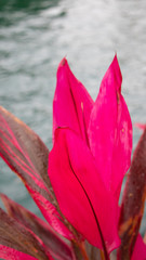 Pink flower leaves
