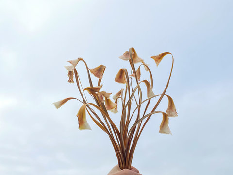 Dried straw plants