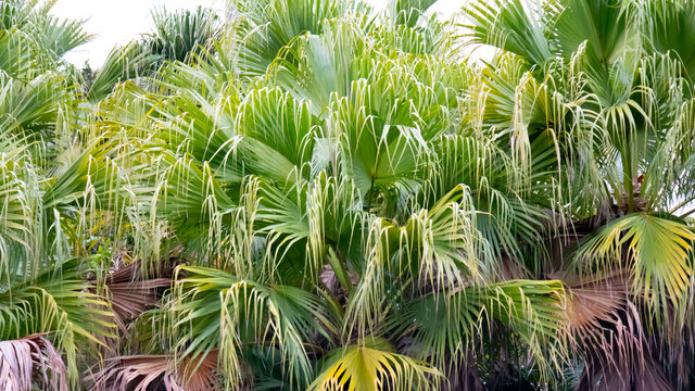 green palm tree