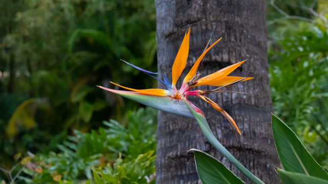 Bird of paradise flower
