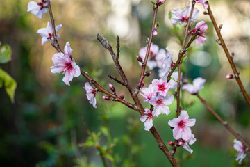 咲きかけた花のたくさんついた桜の枝
