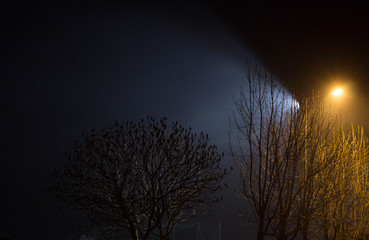 Beautiful night landscape. Trees illuminated by lanterns.