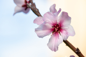 桜の花のアップ