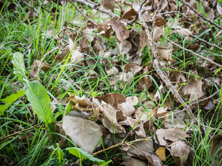 Natural background of grass and dry branches.