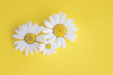 Fototapeta na wymiar Margeriten - Blüten auf buntem Karton, Vorlage für Design, Hintergrund mit Textfreiraum