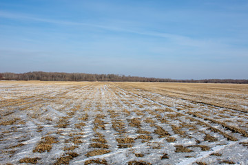 Russia. Snow-covered agricultural field in the far East
