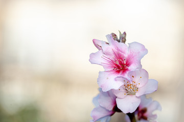 透明感のある桜の花と蕾のアップ