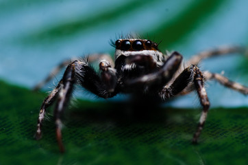 Close Up Eye's black jumping spider (Salticidae )