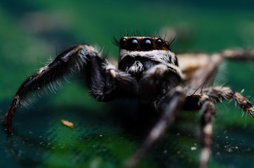 Close Up Eye's black jumping spider (Salticidae )