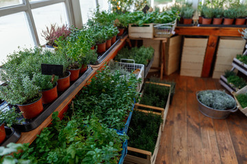 Growing of organic herbs with healing properties