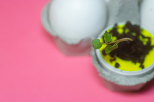 sprout arugula microgrin growing out of an eggshell with dirt. sustainable living concept, zero waste concept