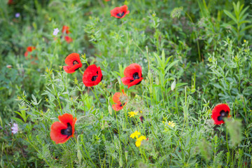 Wild mountain poppies in the spring meadow