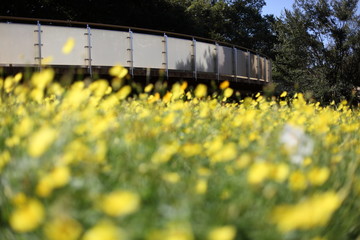 レモンブライトの花畑